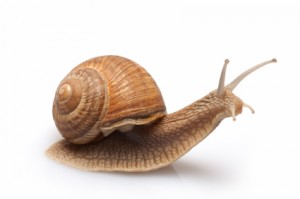 Northeast OH Short Sale Snail